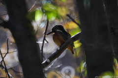 動かざることハシビロコウの如し