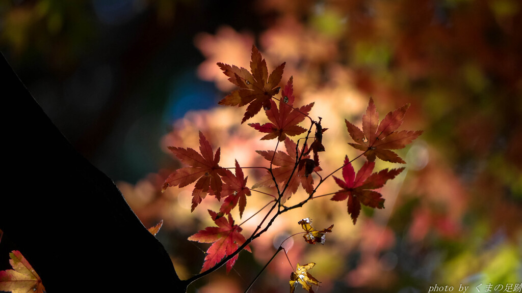 ひそやかに染まる