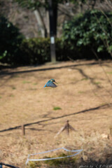 遠きにありて
