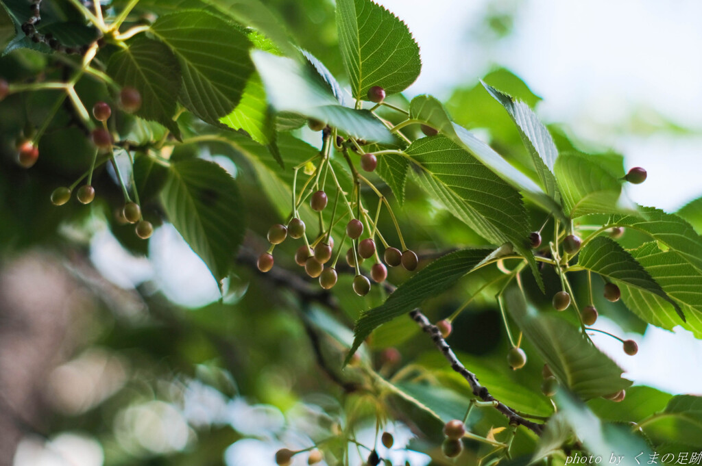 花を見て実を見ず