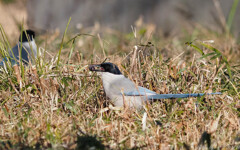 あら見てたのねぇ～