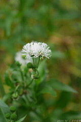 ニョロニョロの花