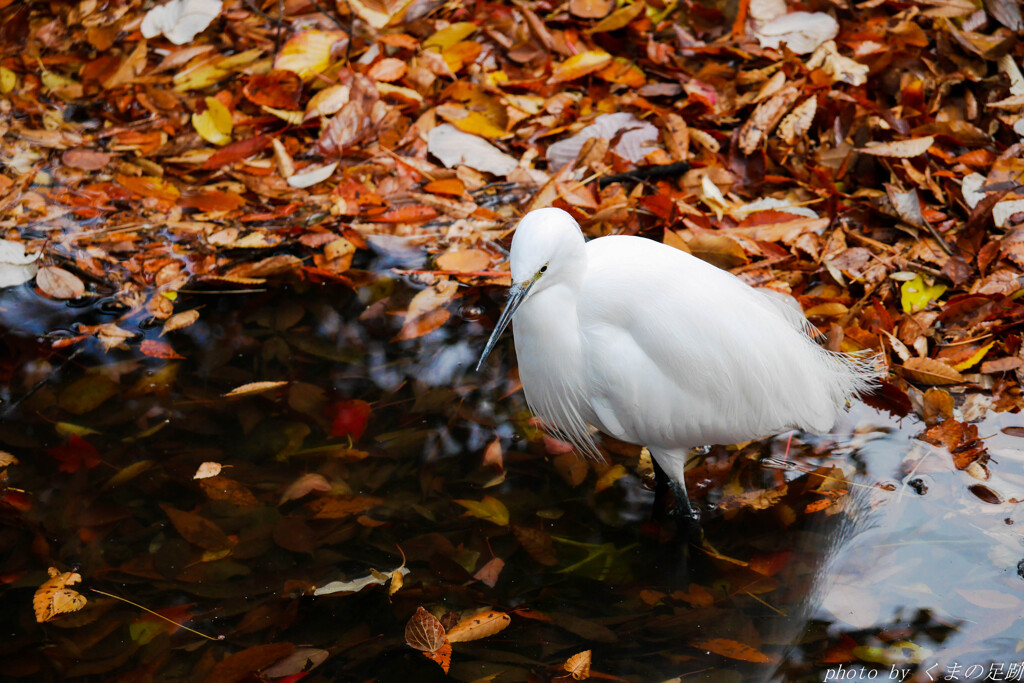 叶わぬ想いに身を焦がし