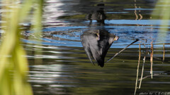 来年を覗いて見る