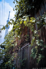 夏の果実