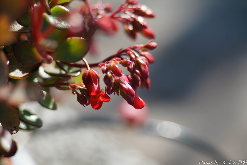恋紅