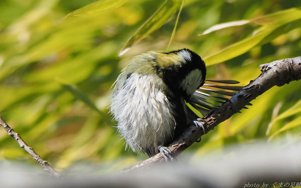 実践 Ⅸ　～水浴びあとの身繕い～