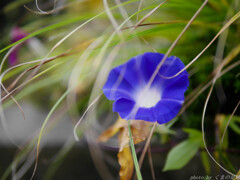 夏の終わりに