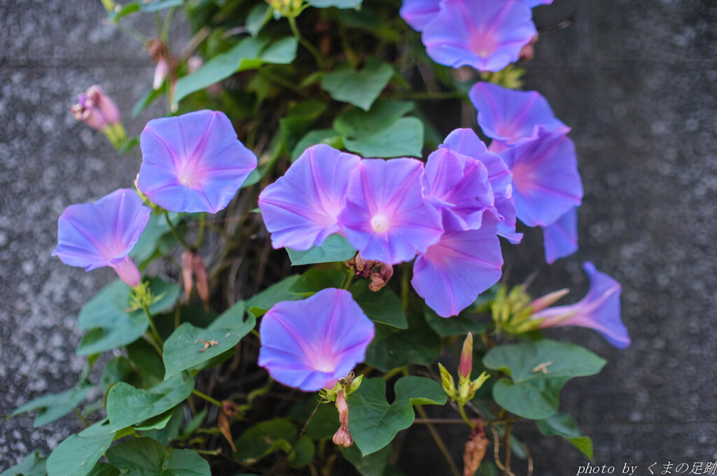 寂夏