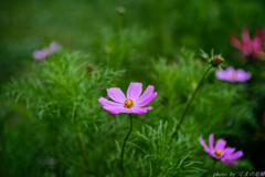 開花時期って？