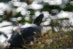 ふるさと遠く