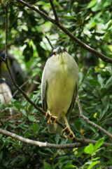 ひょっとこ顔