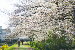 わたしゃもすこし花が欲しい