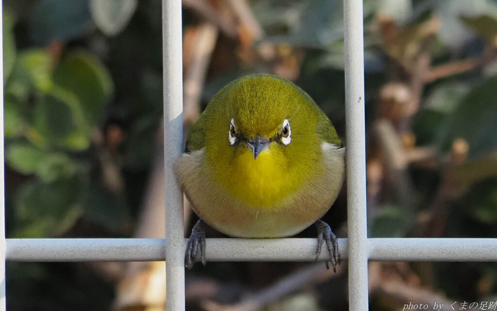 実践 Ⅶ　～鶯餅じゃぁ～ねえよ～