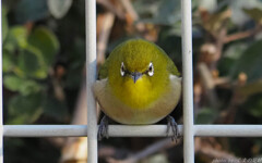 実践 Ⅶ　～鶯餅じゃぁ～ねえよ～
