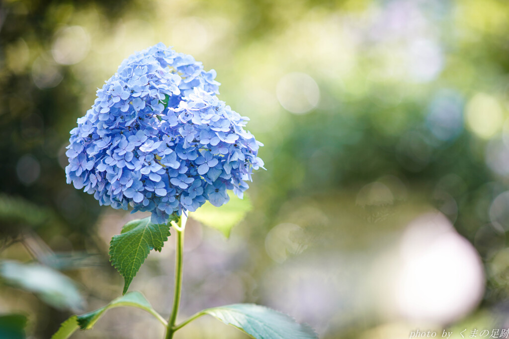 Hydrangea in July