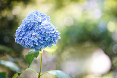 Hydrangea in July