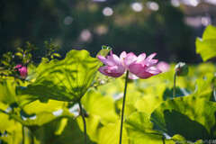 花火が終われば8月さ