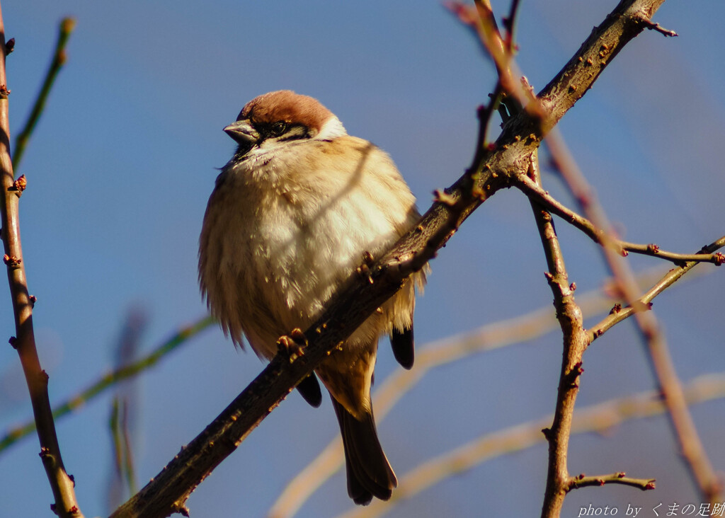 だるまスズメだ