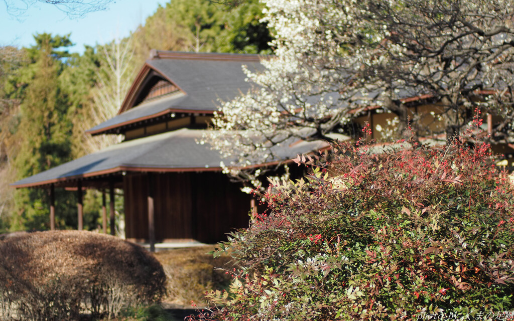ナンテンは焦点距離だけ