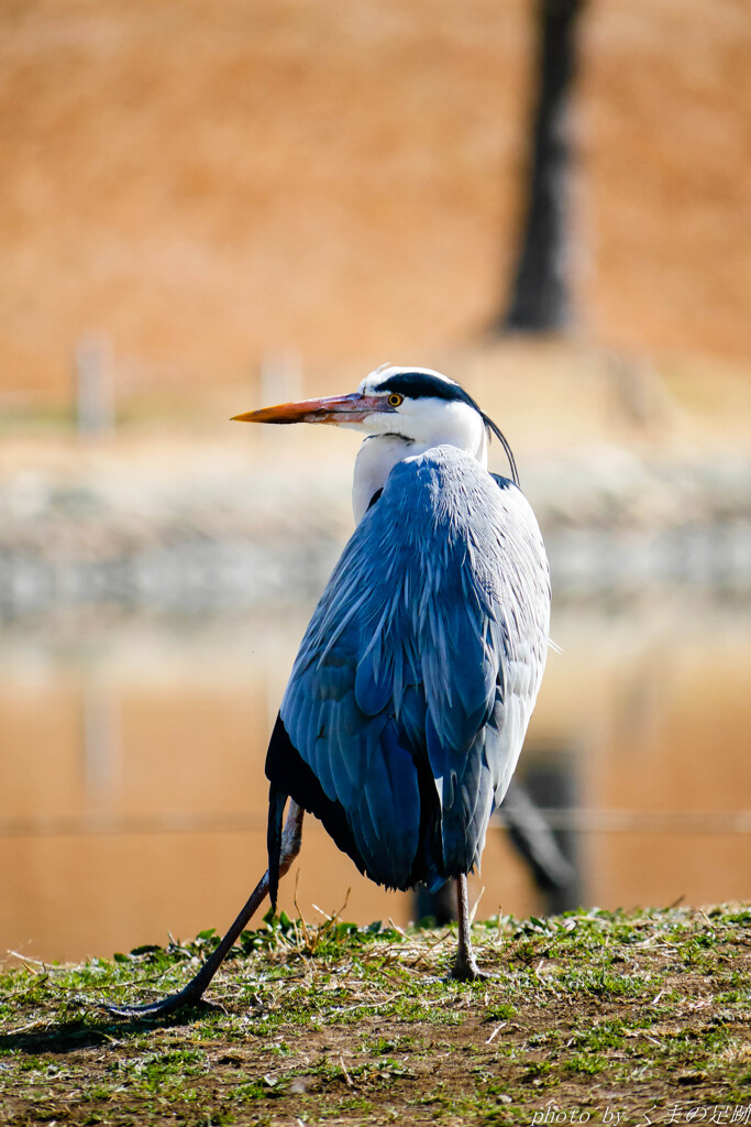 今シーズン、鳥類界も歌舞伎ブーム？
