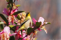 公約は雪に埋もれて春に溶け