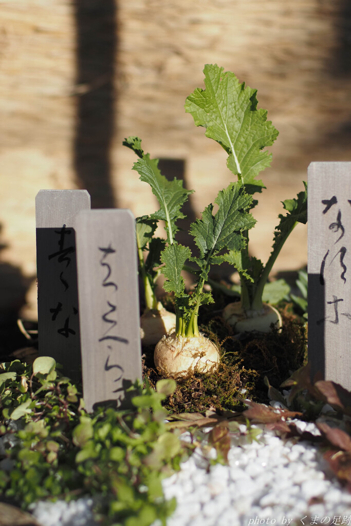 別の名前で出ています