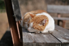 眠り猫
