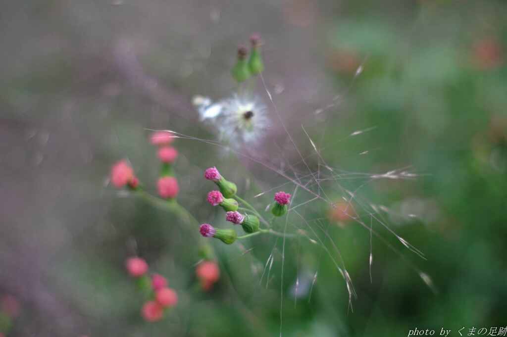 秋の華美