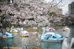 池之端に桜咲く