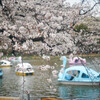 池之端に桜咲く