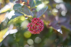 花火種