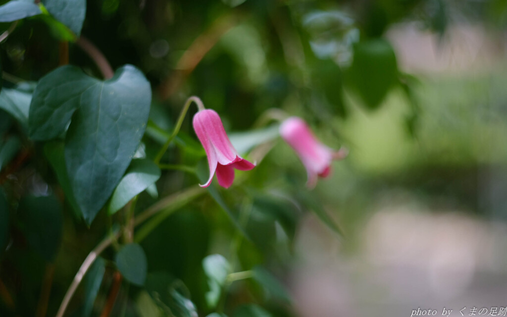 薄紅色の唇