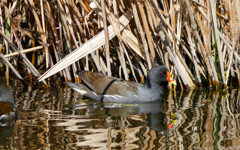 なかなかの隠れ者