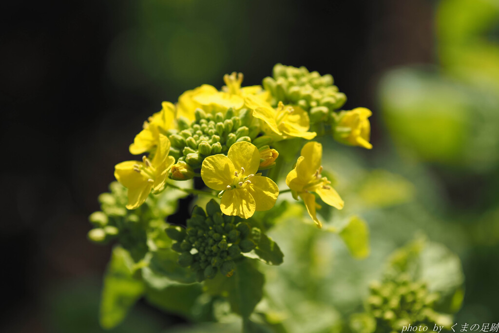 花よりからし和え