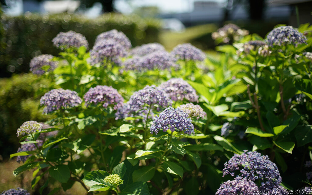 花の傘咲けど