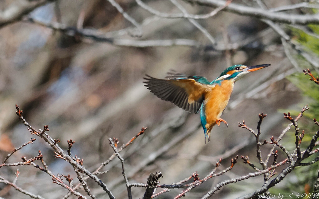 寒サニモマケズ