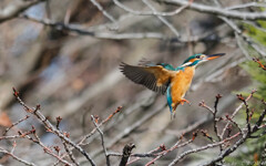 寒サニモマケズ