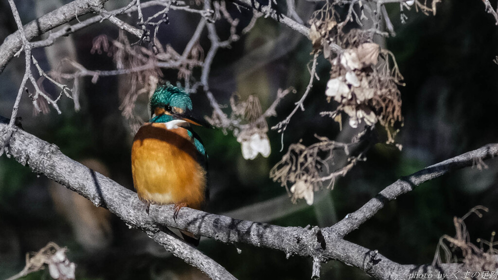 1.6 kg を想像しながら