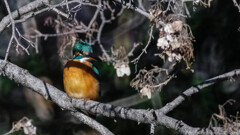 1.6 kg を想像しながら