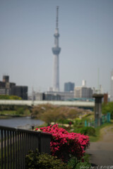 Landscape Ⅱ