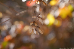 秋の終わりの柔らかさ