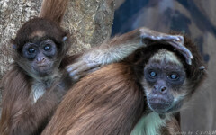 子猿でごザ～ル