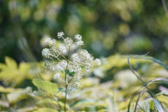 打ち上げ花火