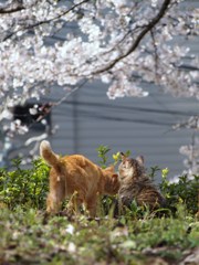 春はまた来る