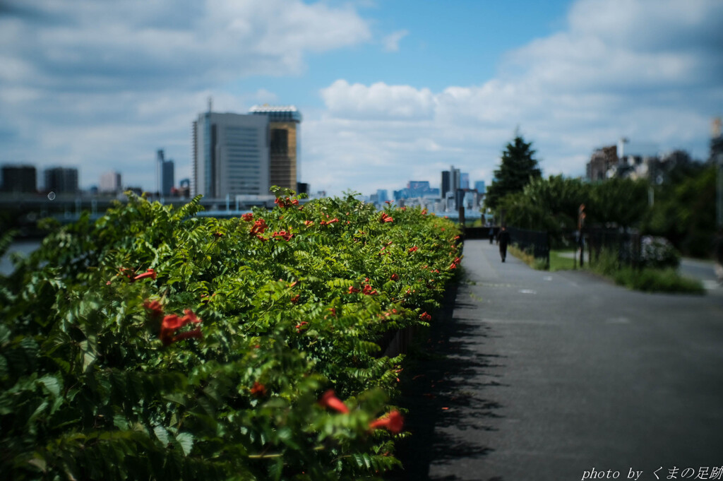 繁る