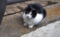 猫は炬燵に入りたい