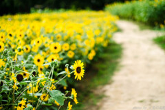 いつかきた道、いつかゆく道