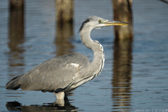 ピントさえ合えば