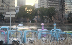 朝カワセミに会い、夕白鳥に会う